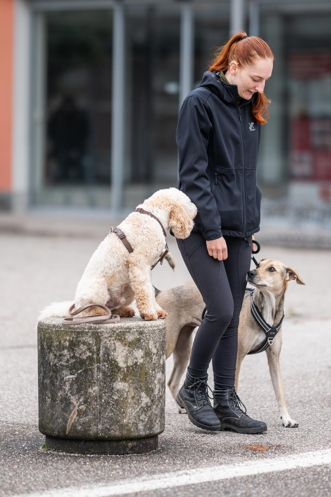 Hundebegegnungen Intensiv
